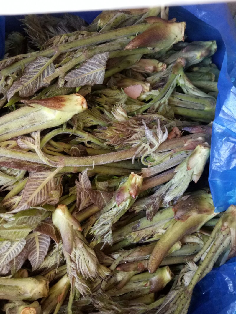 刺嫩芽批发黑龙江刺嫩芽