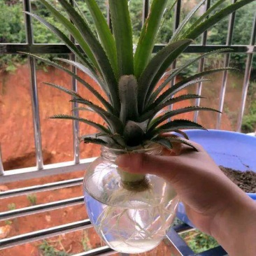 凤梨苗菠萝苗