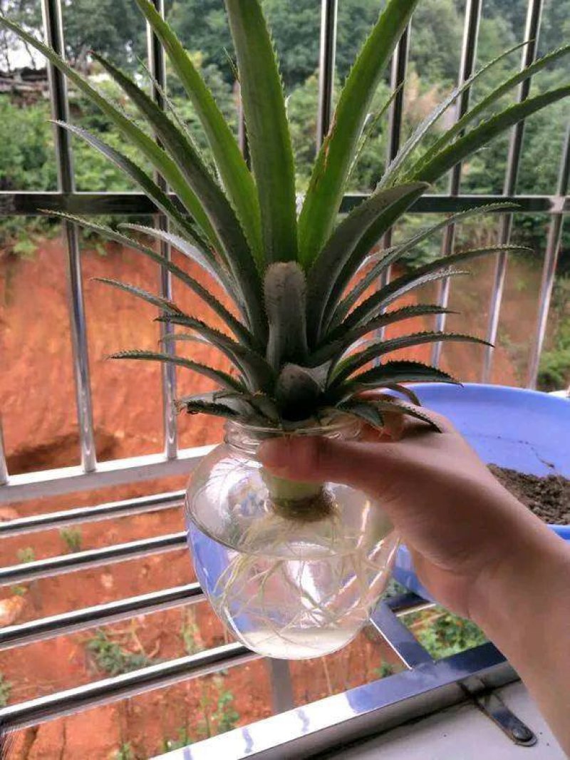 凤梨苗菠萝苗