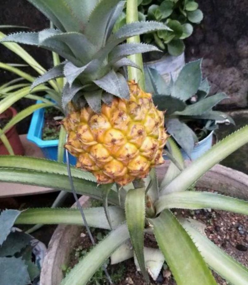 凤梨苗菠萝苗