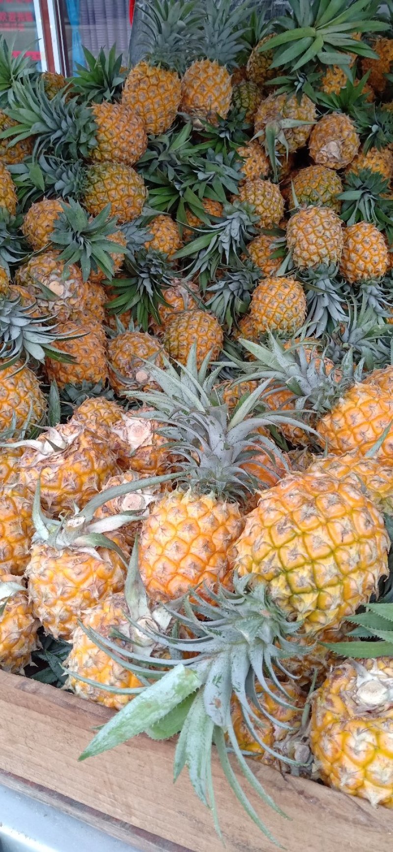 凤梨苗菠萝苗