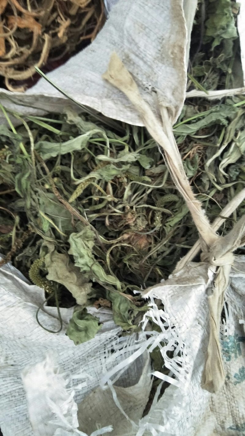 车前草