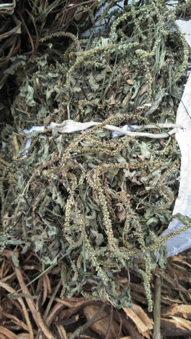 车前草