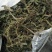 车前草