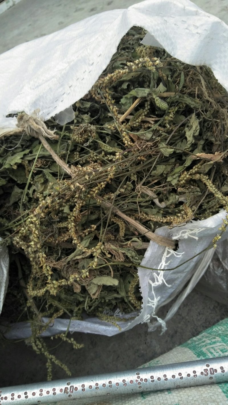 车前草