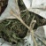车前草