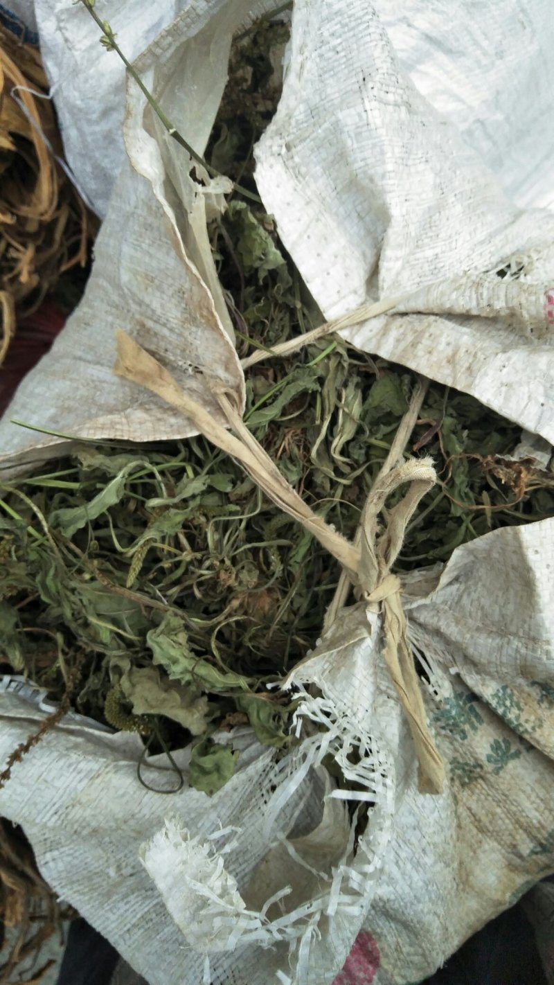 车前草