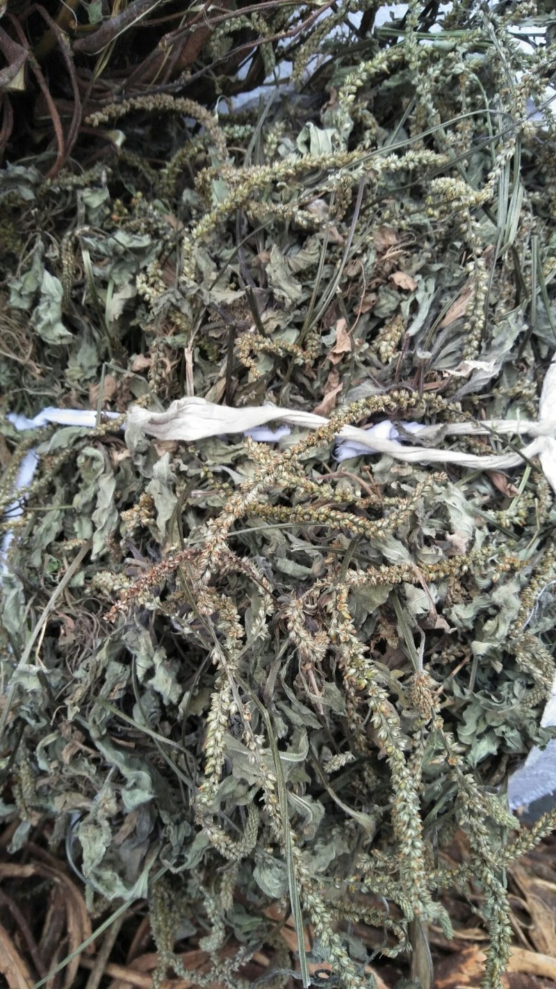 车前草