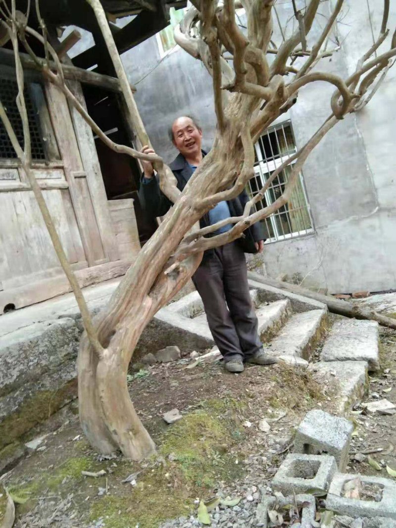 紫薇