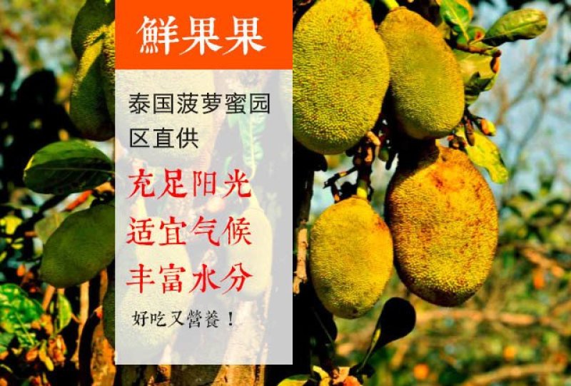 菠萝蜜泰国