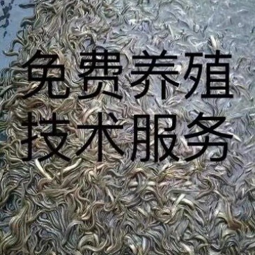 泥鳅苗台湾泥鳅苗小泥鳅泥鳅免费养殖技术支持送货