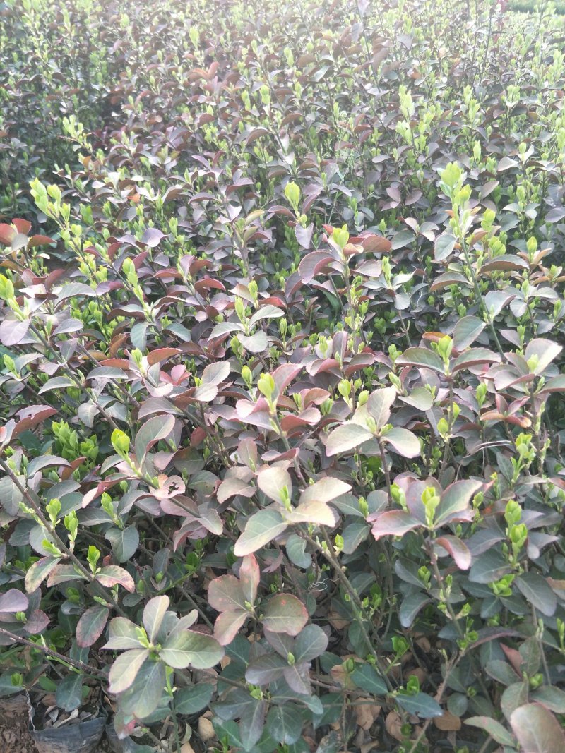 大叶扶芳藤