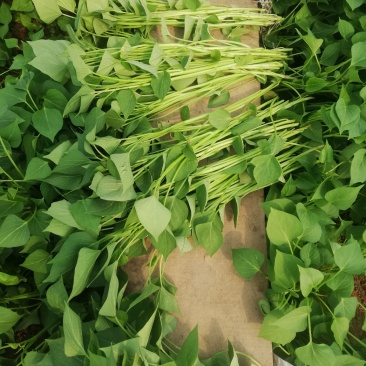 脱毒龙薯九号红薯苗15~25cm脱毒烟薯25苗等