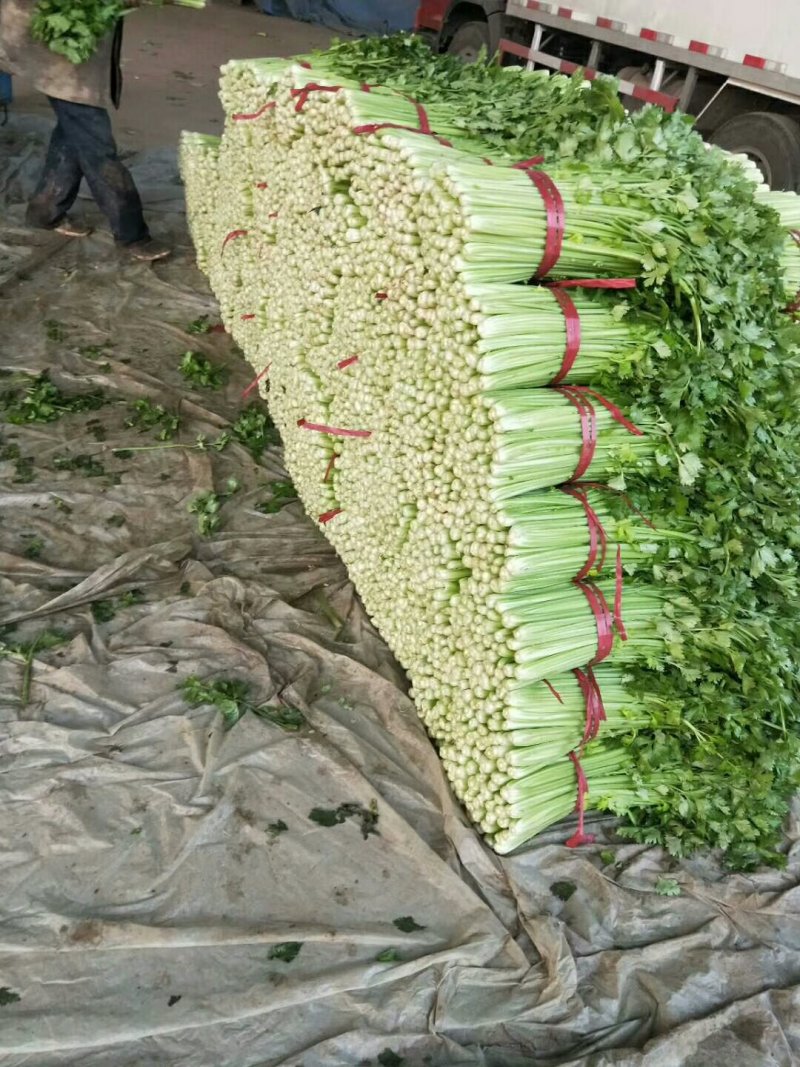 芹菜常年供应四季叶菜