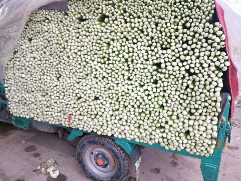 芹菜常年供应四季叶菜