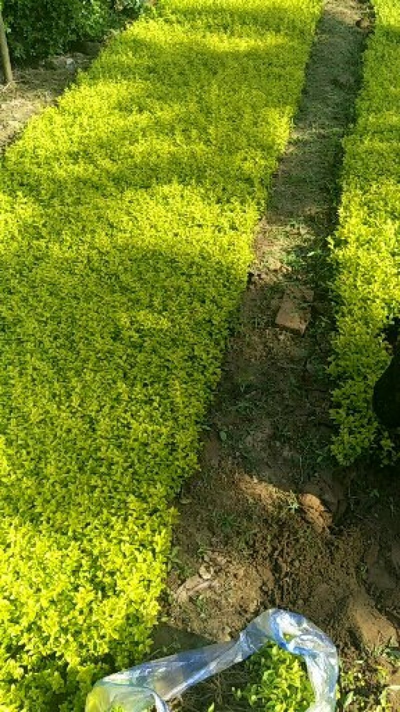 金叶女贞农户价直销，无中间环节，诚实守信，规格齐全。