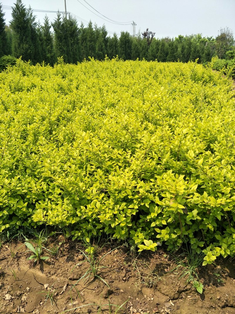 金叶女贞农户价直销，无中间环节，诚实守信，规格齐全。