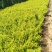 金叶女贞农户价直销，无中间环节，诚实守信，规格齐全。