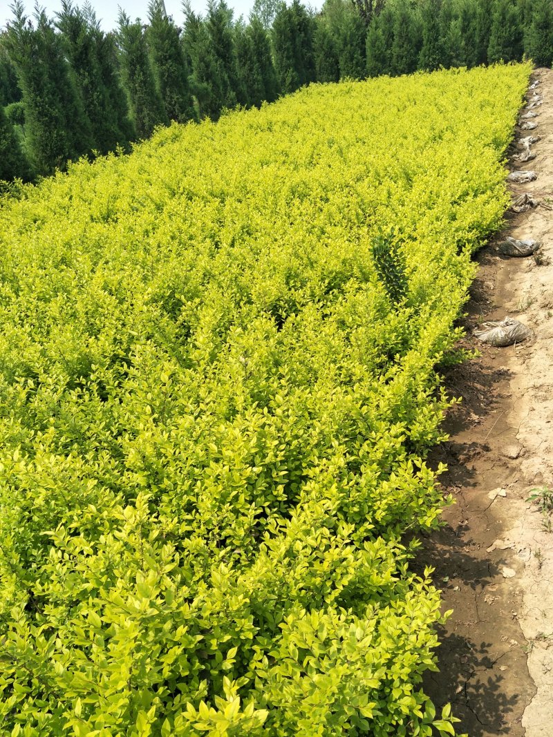 金叶女贞农户价直销，无中间环节，诚实守信，规格齐全。