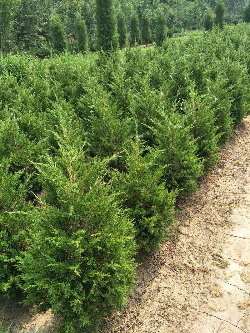 塔柏基地直销1.5米，规格齐全，量大优惠，回头客多。