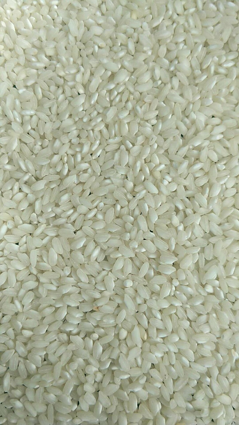 新稻谷的品质，饲料粮的价格，16年圆稻谷