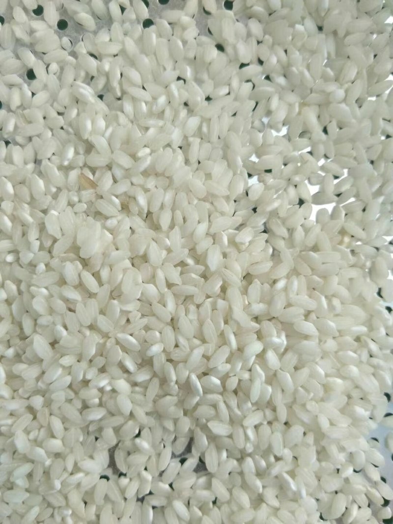新稻谷的品质，饲料粮的价格，16年圆稻谷
