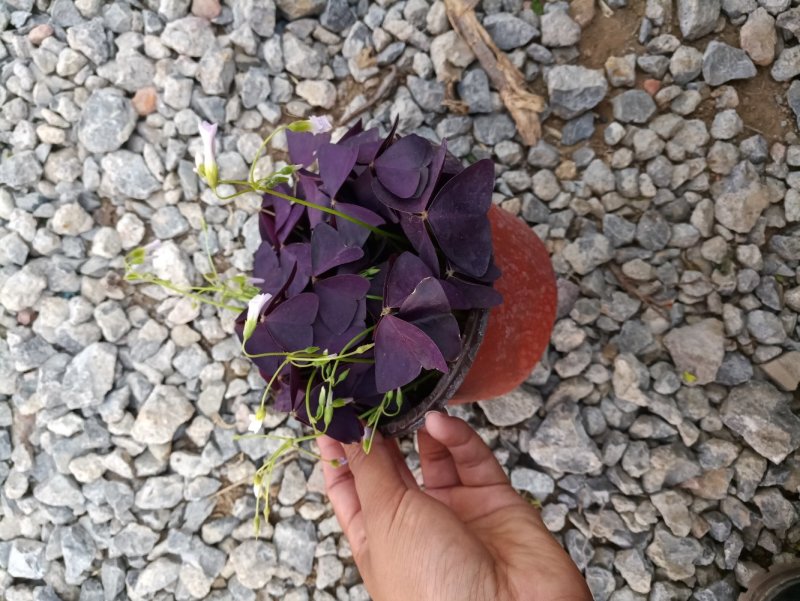 紫叶酢浆草小盆栽双色盆紫色观赏草