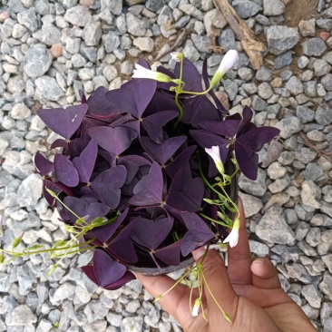 紫叶酢浆草小盆栽双色盆紫色观赏草
