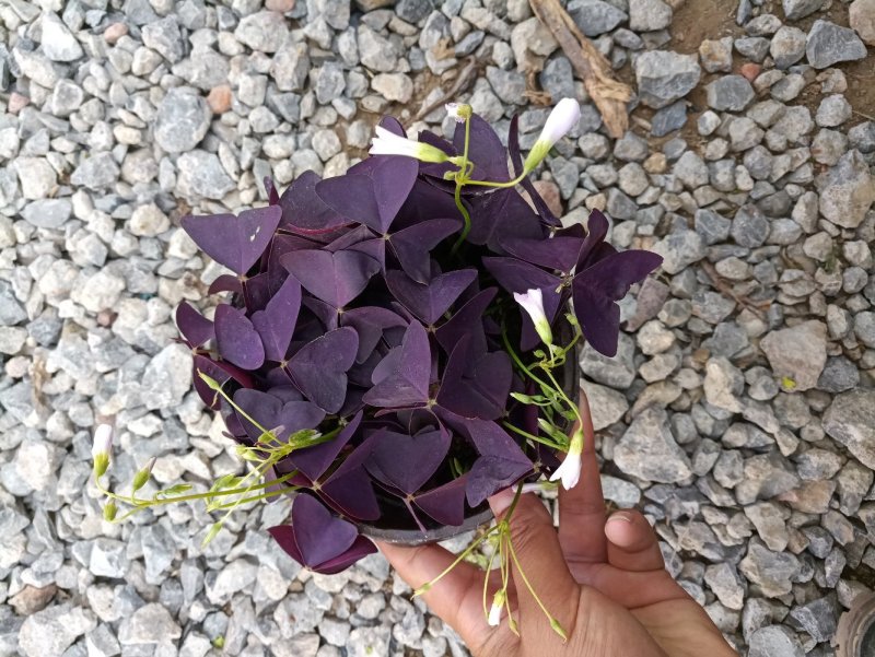 紫叶酢浆草小盆栽双色盆紫色观赏草