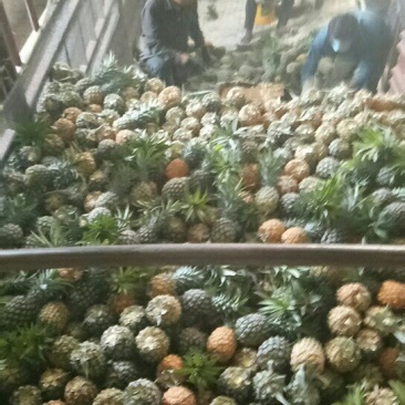 云南红河河口县南溪菠萝
