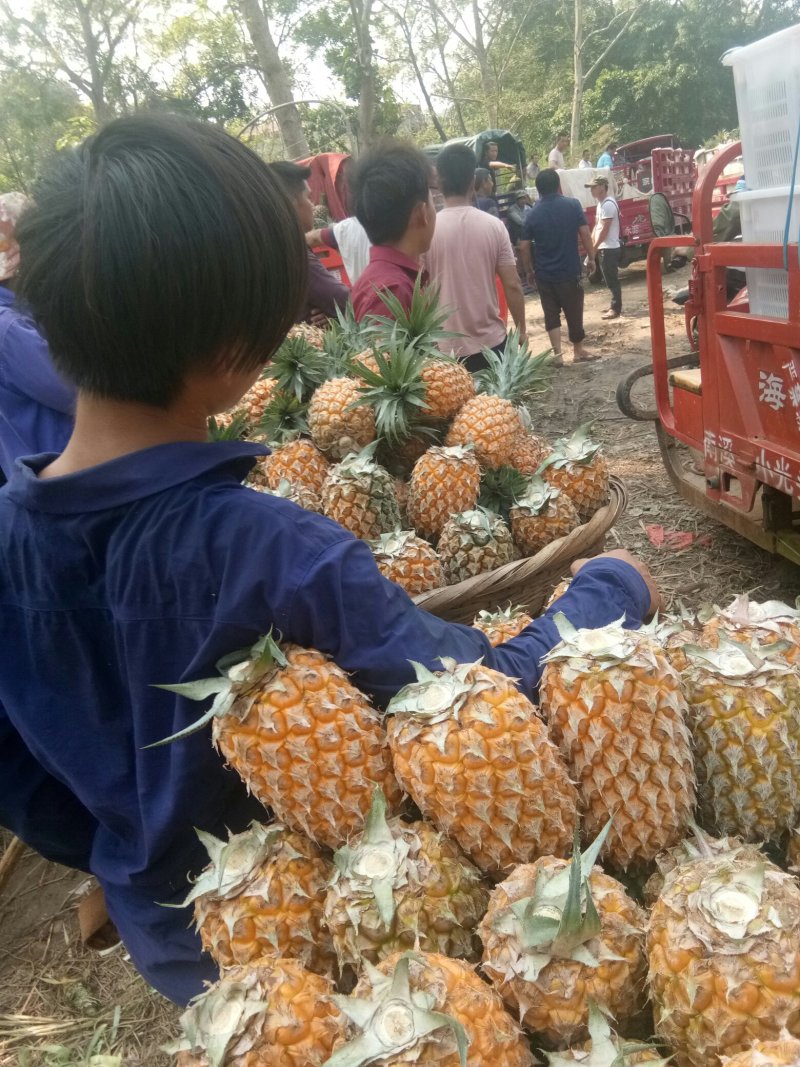 云南红河河口县南溪菠萝