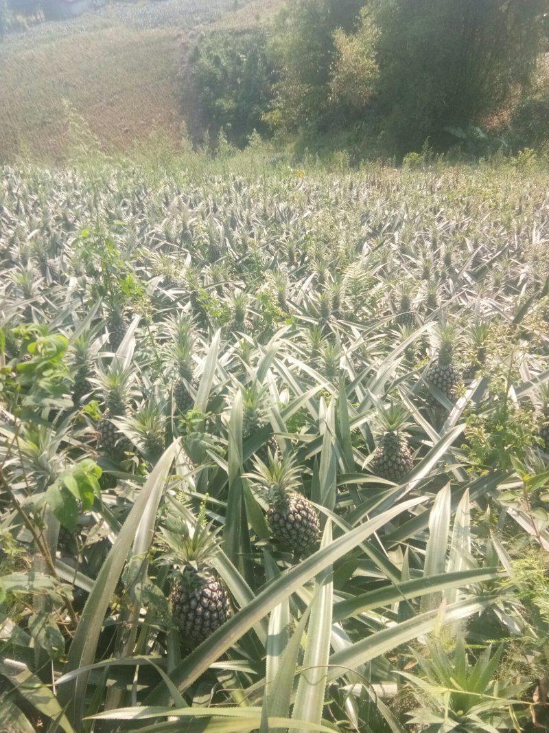 云南红河河口县南溪菠萝