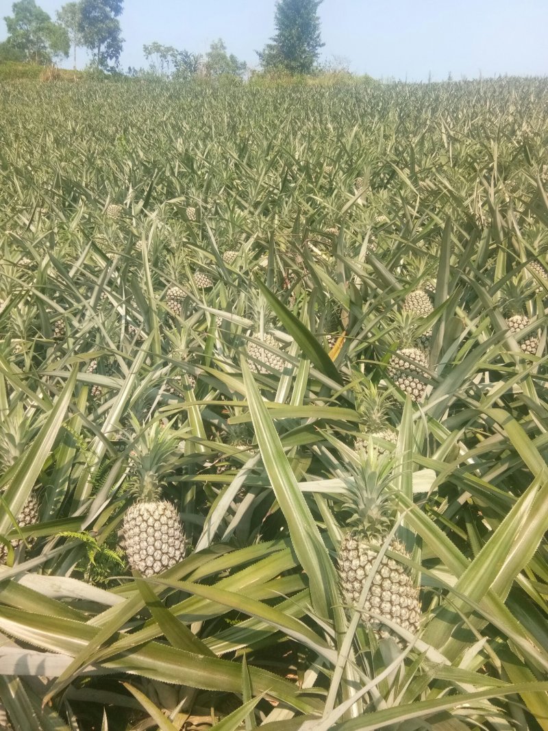 云南红河河口县南溪菠萝