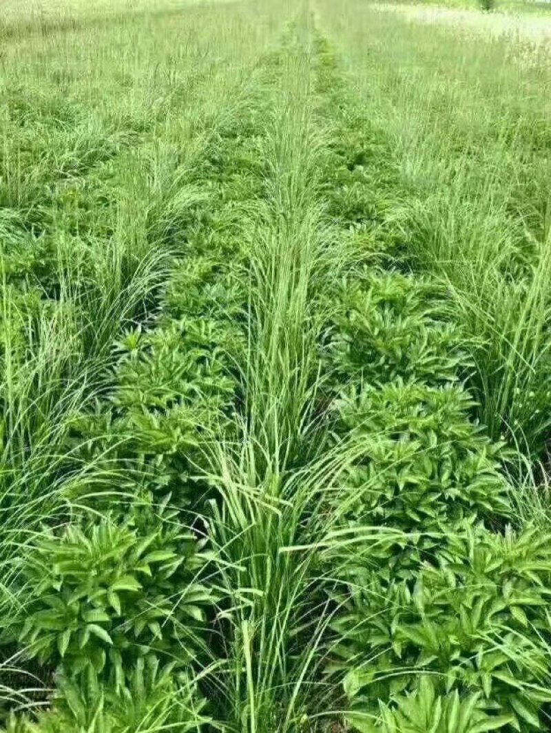 知母苗，好种植好管理，投资少，效益高，亩产量鲜货三千斤