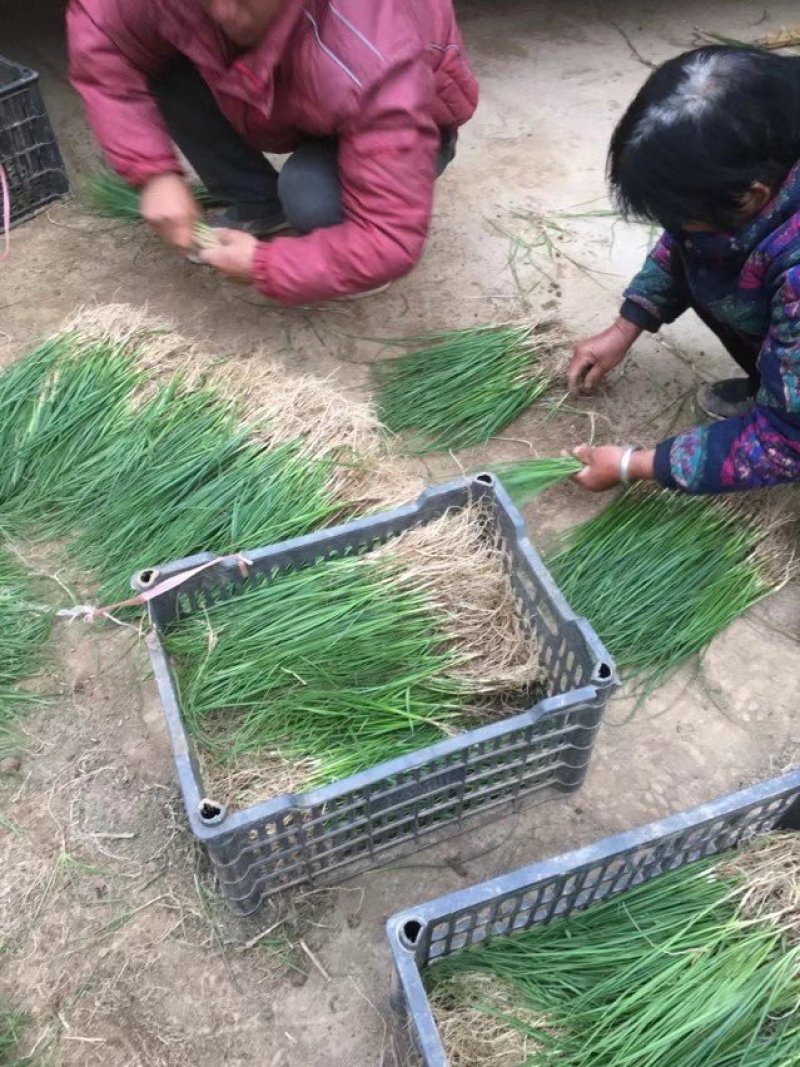 知母苗，好种植好管理，投资少，效益高，亩产量鲜货三千斤