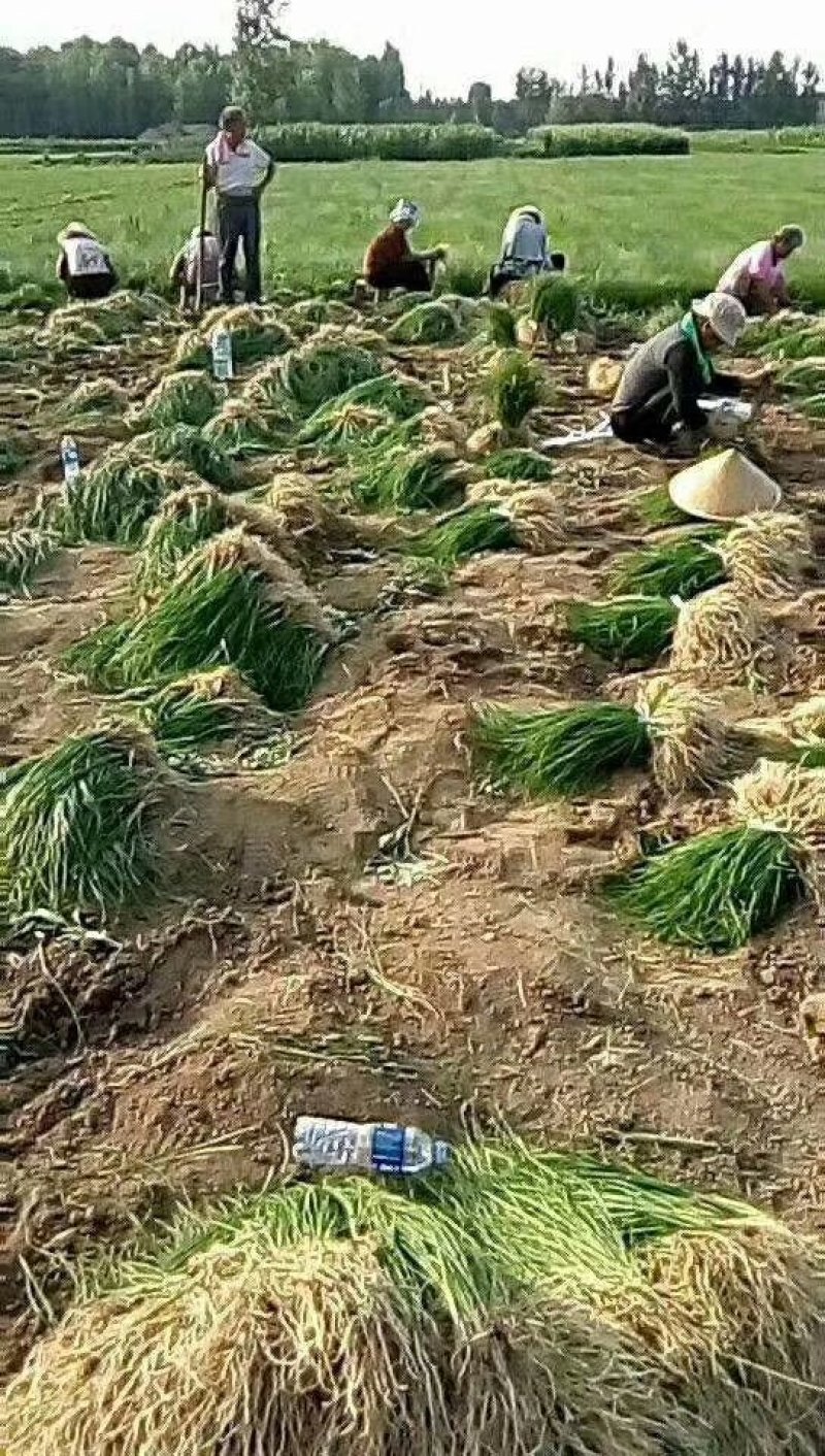 知母苗，好种植好管理，投资少，效益高，亩产量鲜货三千斤