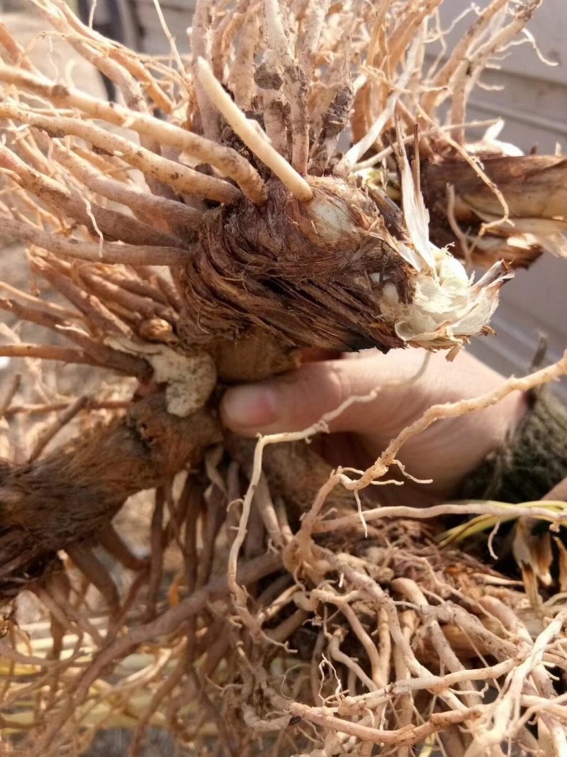 知母苗，好种植好管理，投资少，效益高，亩产量鲜货三千斤