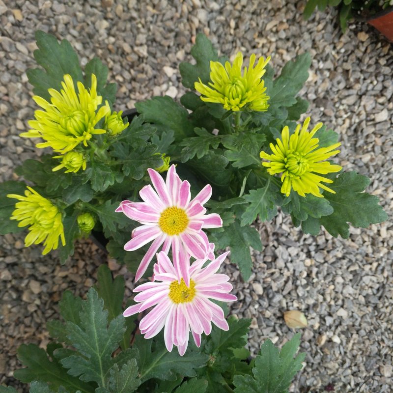 双色盆荷兰菊小盆栽一盆多色开花菊花好看的荷兰菊