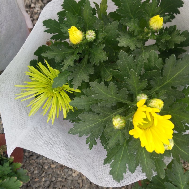 双色盆荷兰菊小盆栽一盆多色开花菊花好看的荷兰菊