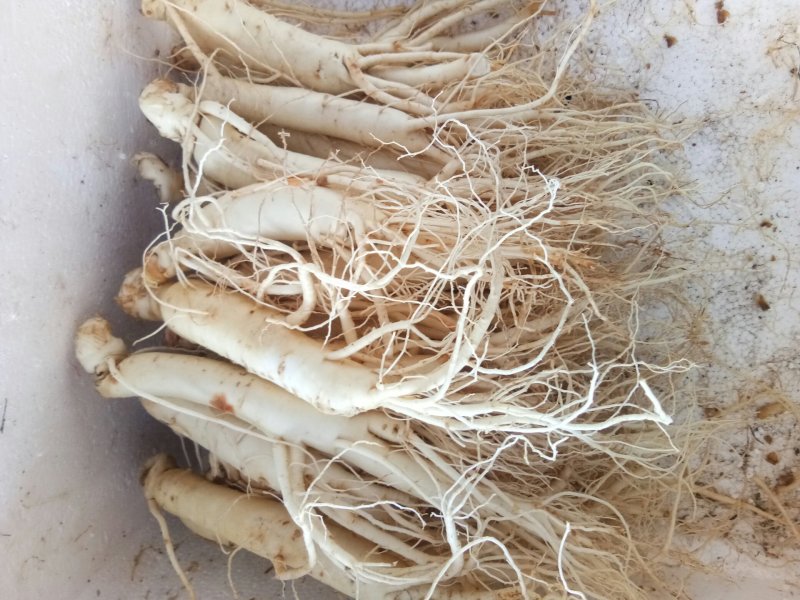 人参