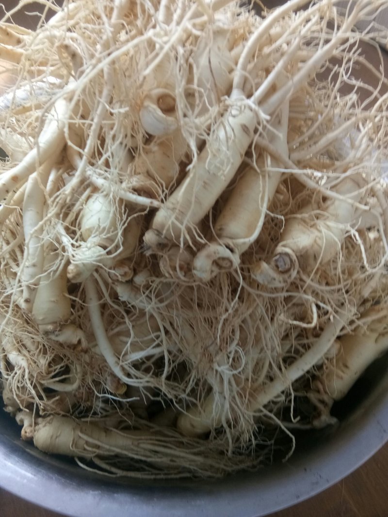 人参