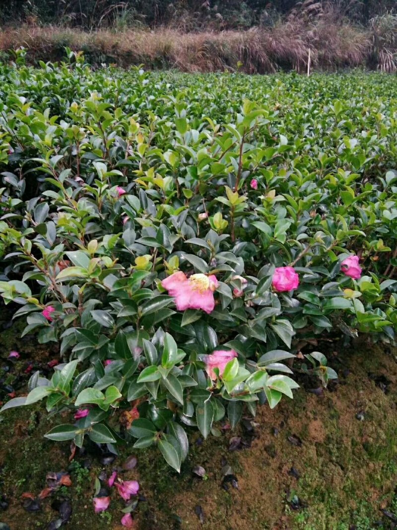 花木之乡柏加优质茶梅