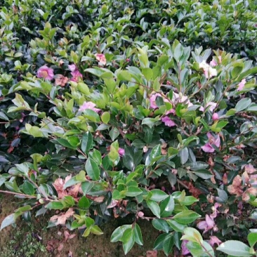 花木之乡柏加优质茶梅