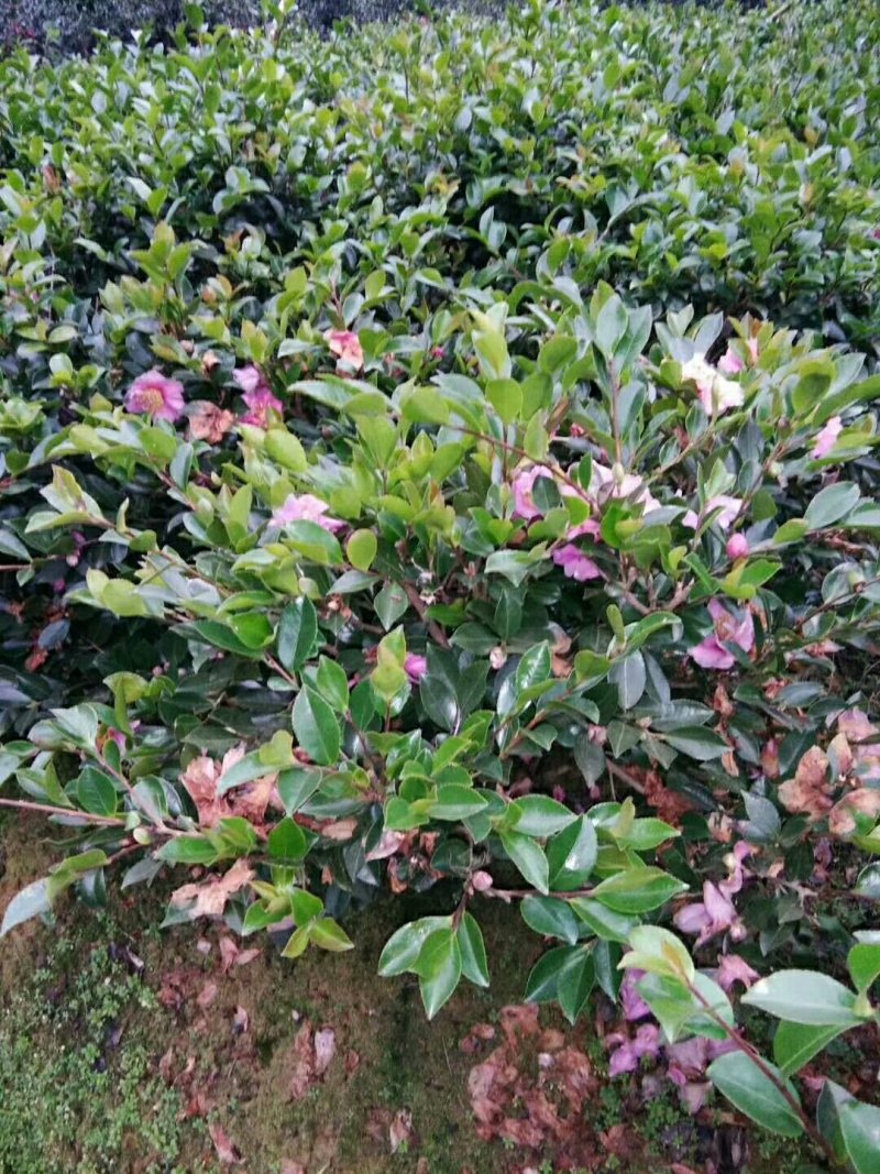 花木之乡柏加优质茶梅