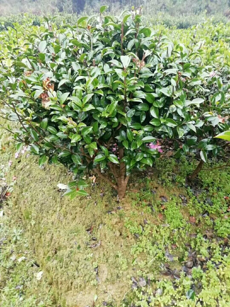花木之乡柏加优质茶梅
