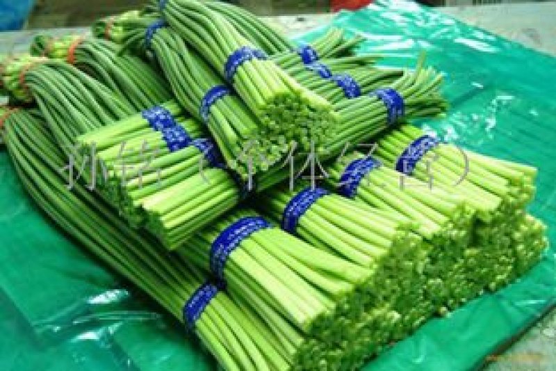 金乡蒜薹