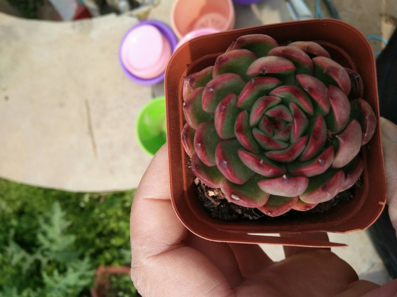 多肉