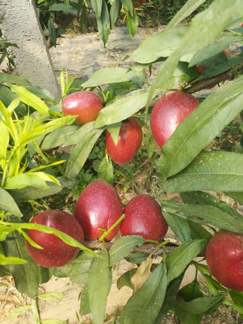 中油4号黄心油桃，诚信代办！！！！油桃基地