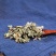 鸡骨草相思叶无硫新货净货批发零售冷背中药材