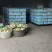 福建玉菇甜瓜大批量上市啦！欢迎客户前来考察采购